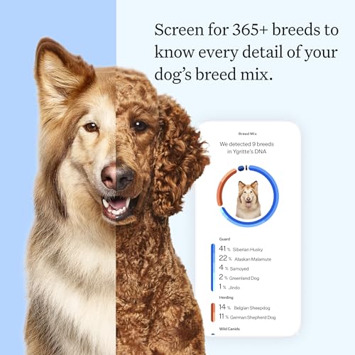 Wisdom Panel Essential Dog DNA Kit: Most Accurate Test for 365+ Breeds, 30 Genetic Health Conditions, 50+ Traits, Relatives, Ancestry - 1 Pack - Image 3